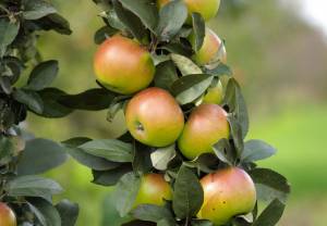Rosja zmniejsza import polskich jabłek