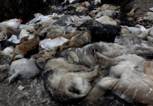 Masowe mordowanie psów na Ukrainie