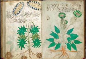 Nowe wskazówki dotyczące manuskryptu Voynicha