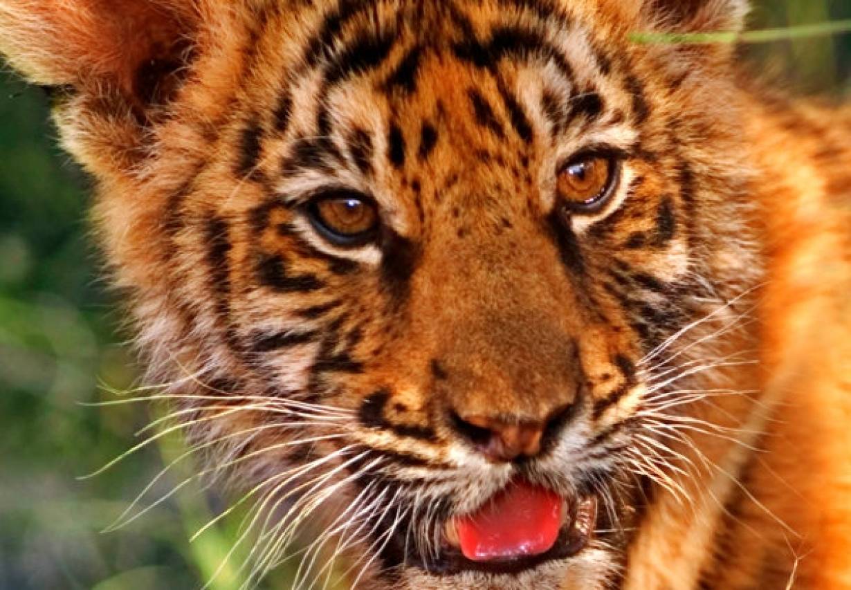 Wyjątkowa obserwacja tygrysów w Chinach