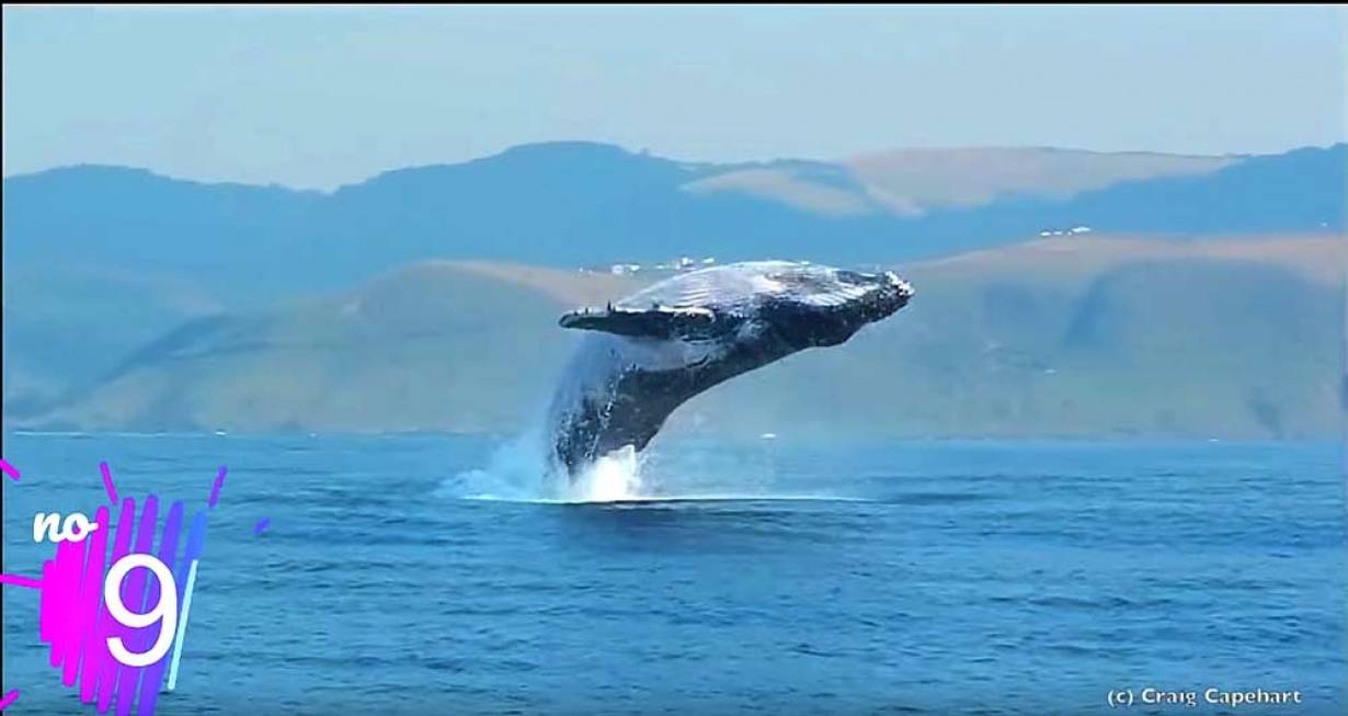 Spektakularny wyskok wieloryba