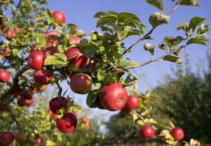 Polska liderem w produkcji i eksporcie jabłek