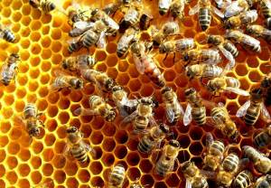 Pszczoły zamiast pomocy społecznej