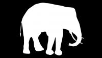 Białe słonie