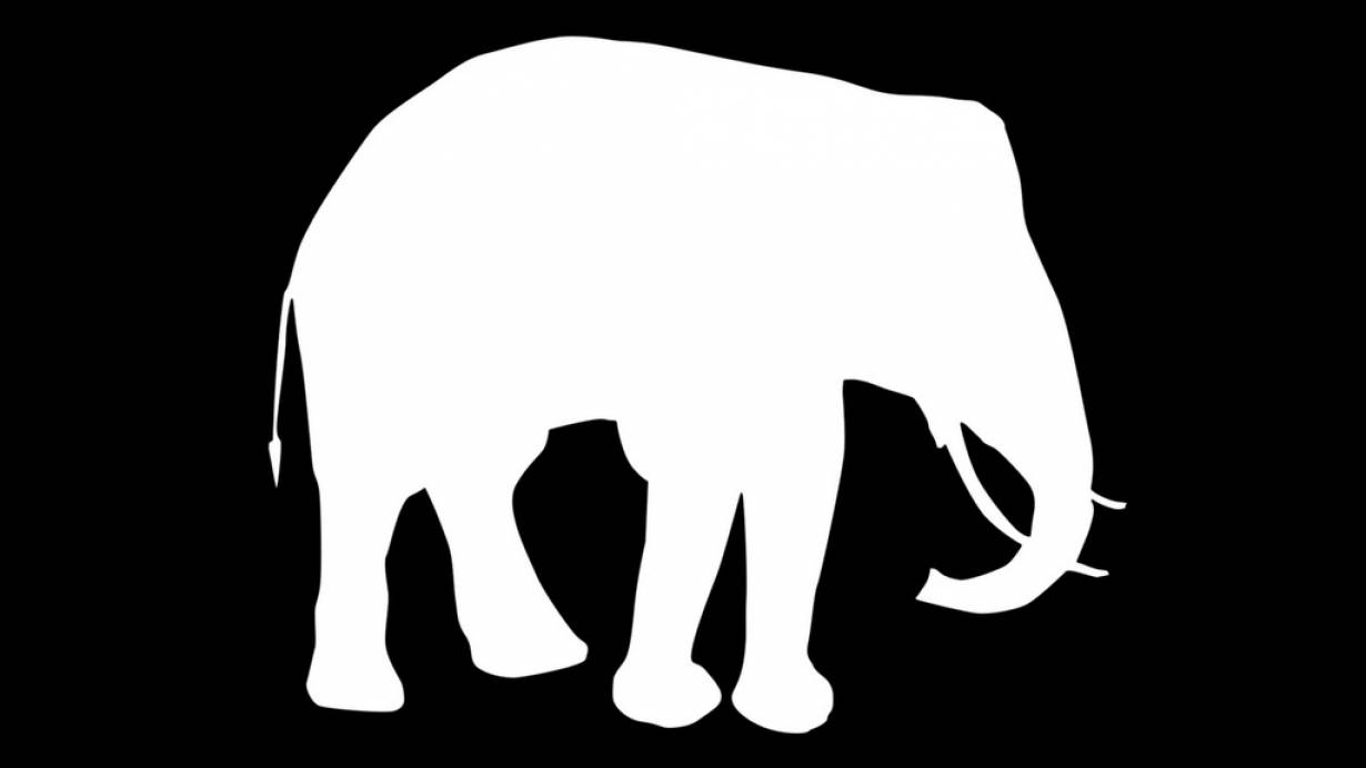 Białe słonie