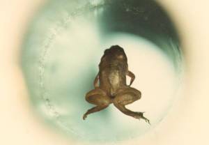 Lewitacja żaby albo Ig Nobel z 2000 r.