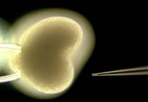 Wstrzykiwanie sekwencji DNA w embrion stułbi