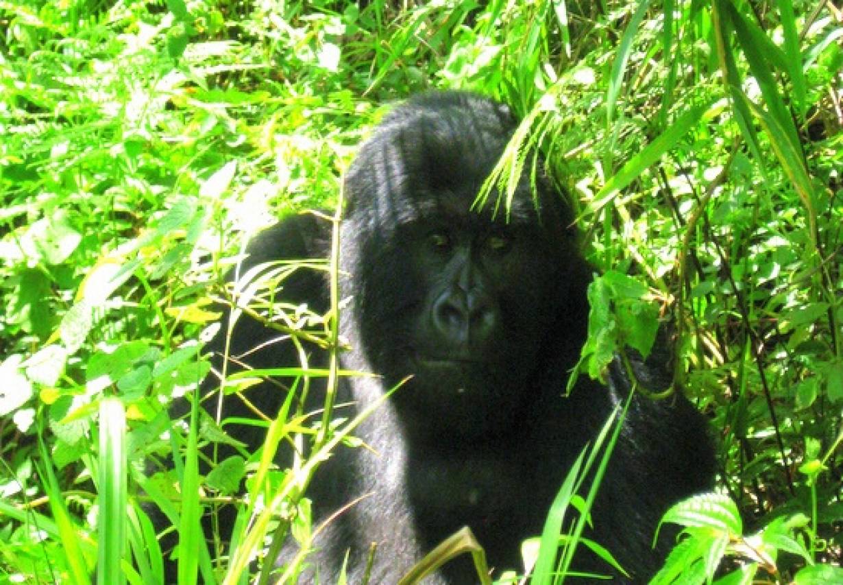 Goryle w Kongo