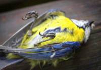 Co roku 25 mln ptaków ginie w rejonie Morza Śródziemnego