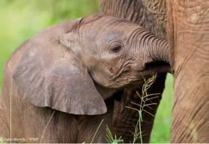 Można symbolicznie zaadoptować słonia