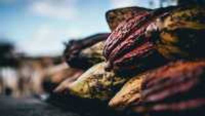 EKO łupiny kakaowe, słoma, wodorosty - zwiększają wydajność papieru